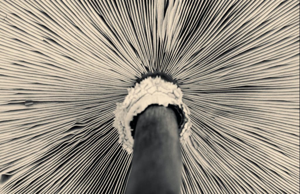 Photo of underneath a mushroom